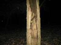 Chicago Ghost Hunters Group investigates Robinson Woods (98).JPG